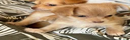 Chihuahua dogs for sale: Beautiful Long-Haired Chihuahua Puppies ❤️ - Advert 19