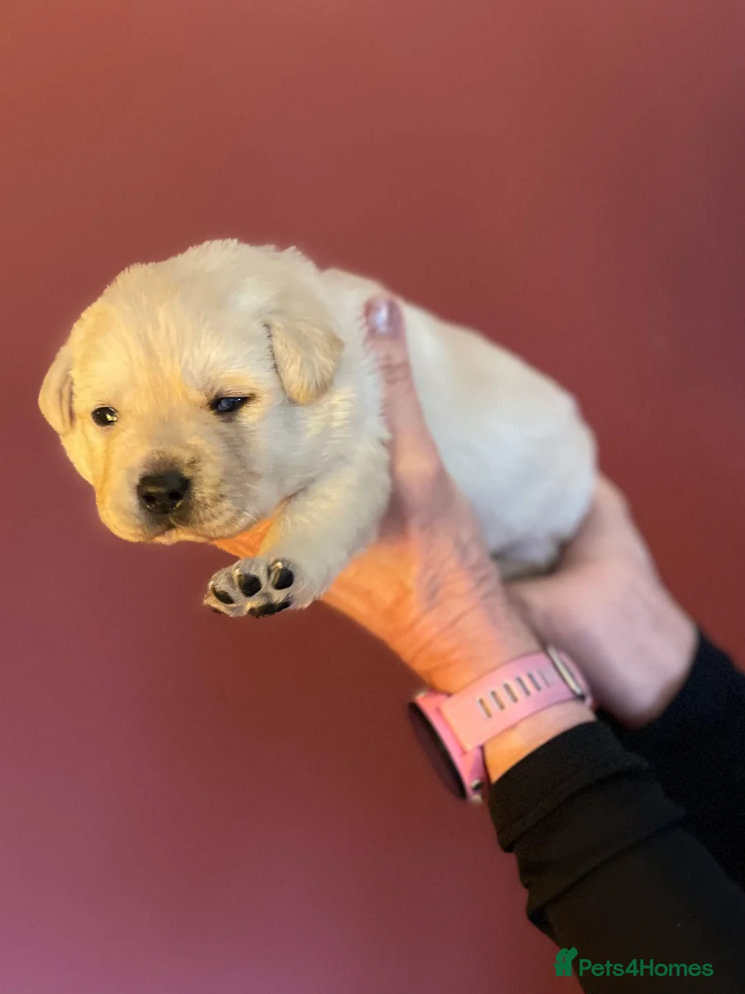 Labrador Retriever dogs for sale: Dad placed 3rd @ crufts 2026  KC ChampionLines Lab - Advert 2