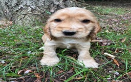 Cocker Spaniel dogs for sale: BEAUTIFUL KC SHOW TYPE COCKER SPANIELS  - Image 25
