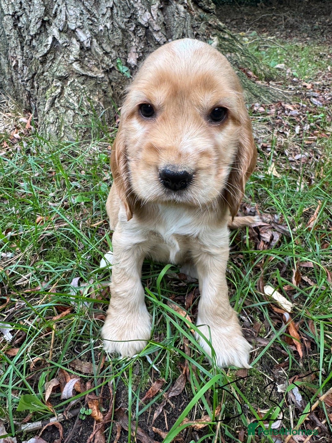Cocker Spaniel dogs for sale: BEAUTIFUL KC SHOW TYPE COCKER SPANIELS  - Image 25