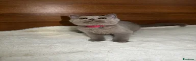 British Shorthair lilac 
