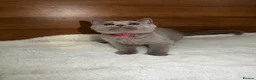 British Shorthair cats for sale: Two shorthair Girls lilac and blue - Advert 5