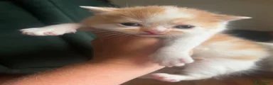 Ginger and white 