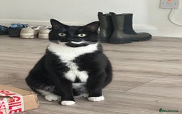 Domestic Shorthair cats for sale: Big gentle loving boy - Image 4