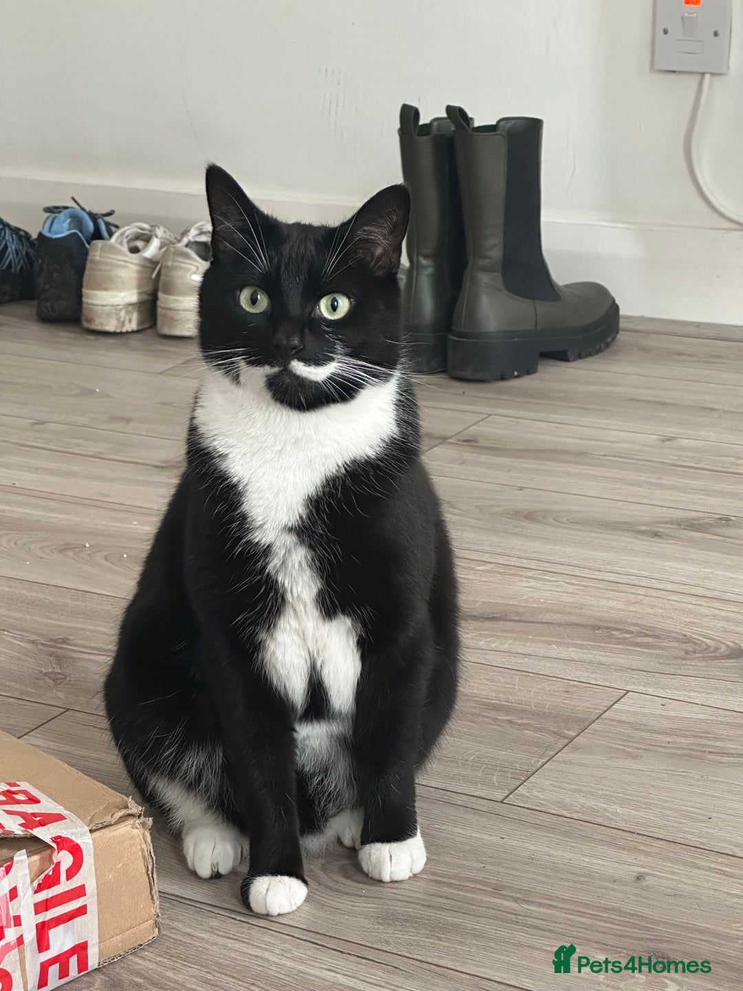 Domestic Shorthair cats for sale: Big gentle loving boy - Image 4