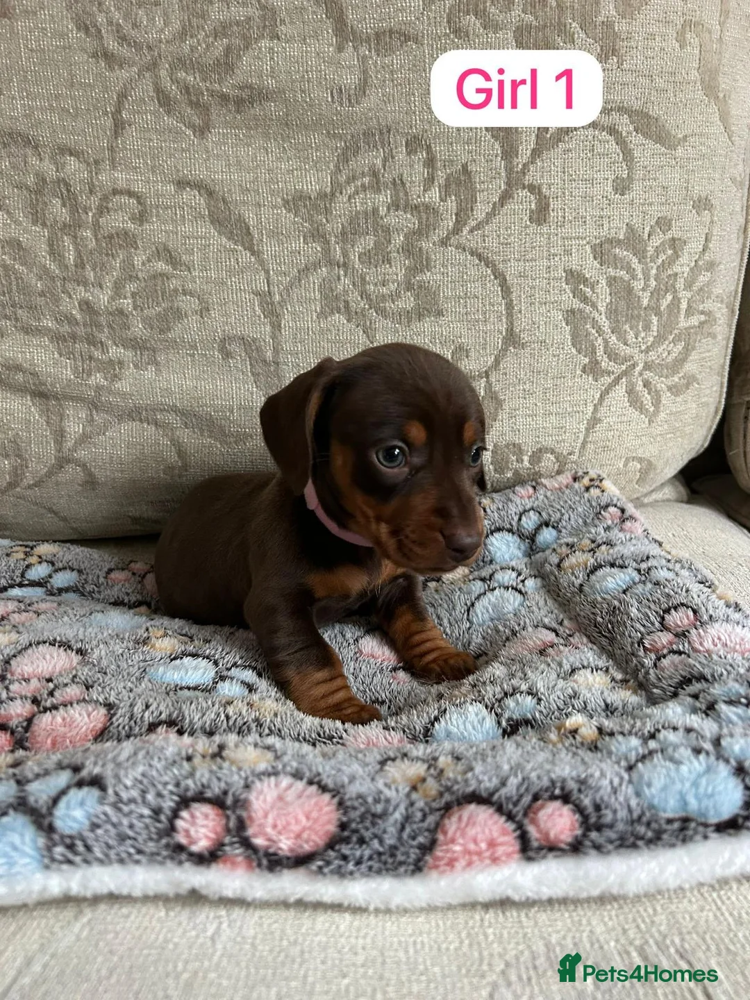 Dachshund dogs for sale: Dachshund - Advert 2