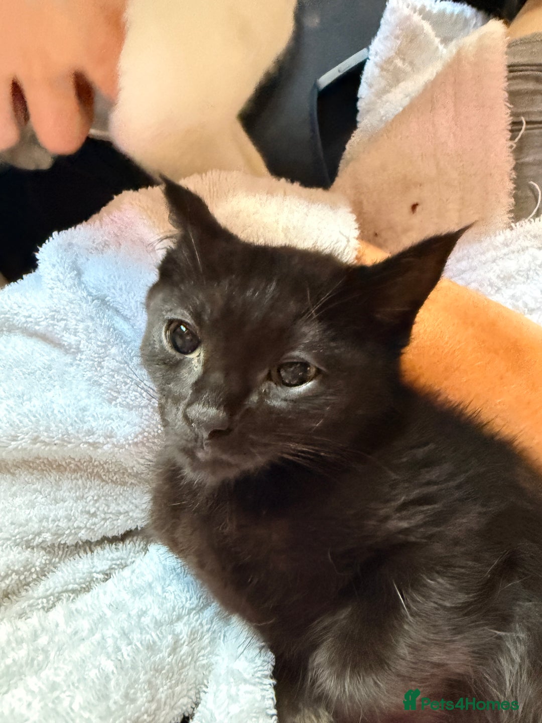 Siamese cats for sale: Siamese x Khao Manee & RagDoll Kittens - Advert 13