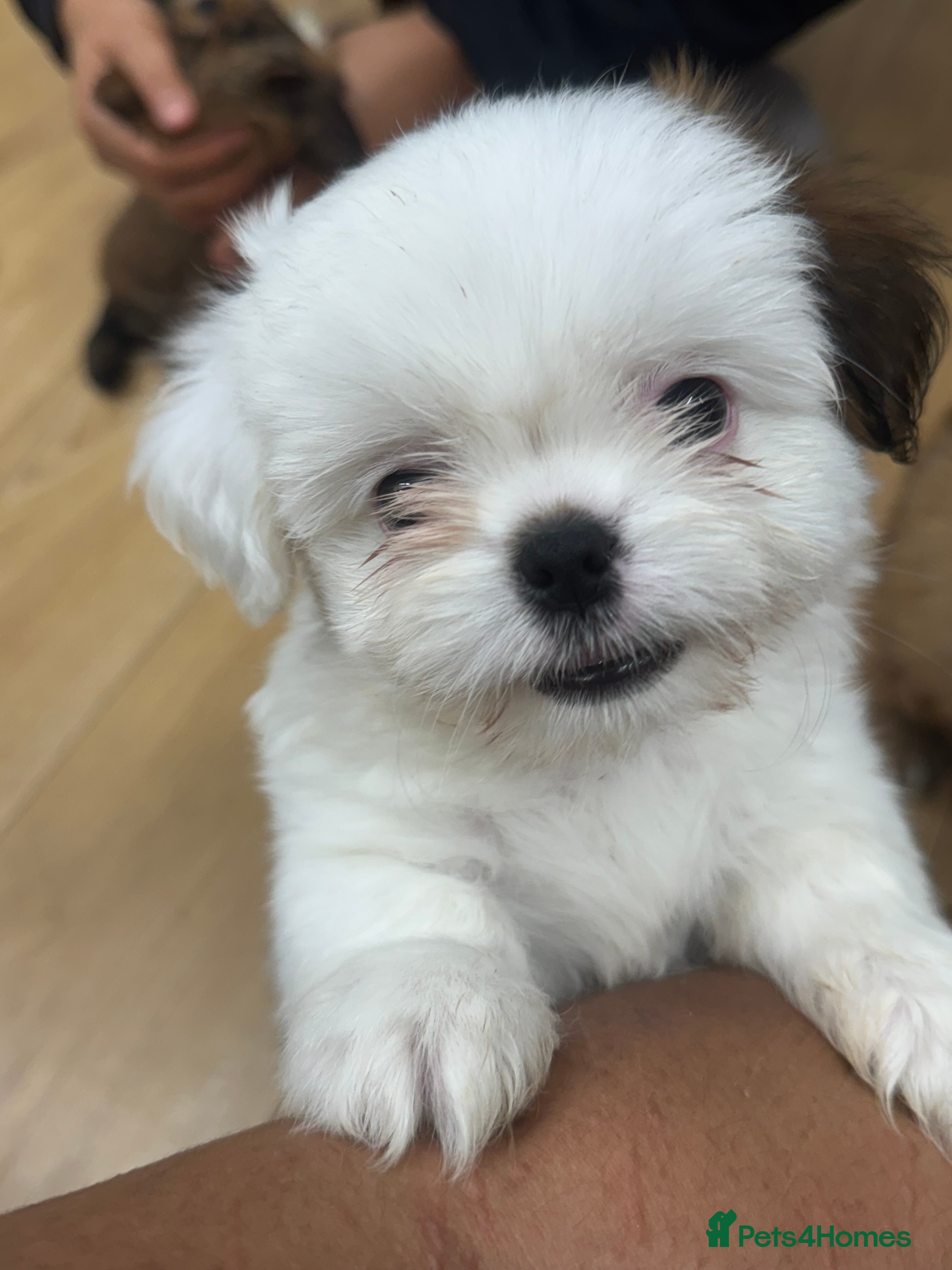 Mixed Breed dogs 🐶 Last Adorable Mixed-Breed Puppies - Advert 12