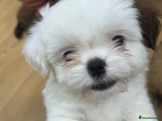 Mixed Breed dogs 🐶 Last Adorable Mixed-Breed Puppies - Advert 12