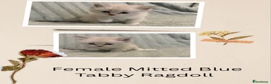 Ragdoll Kitten 4