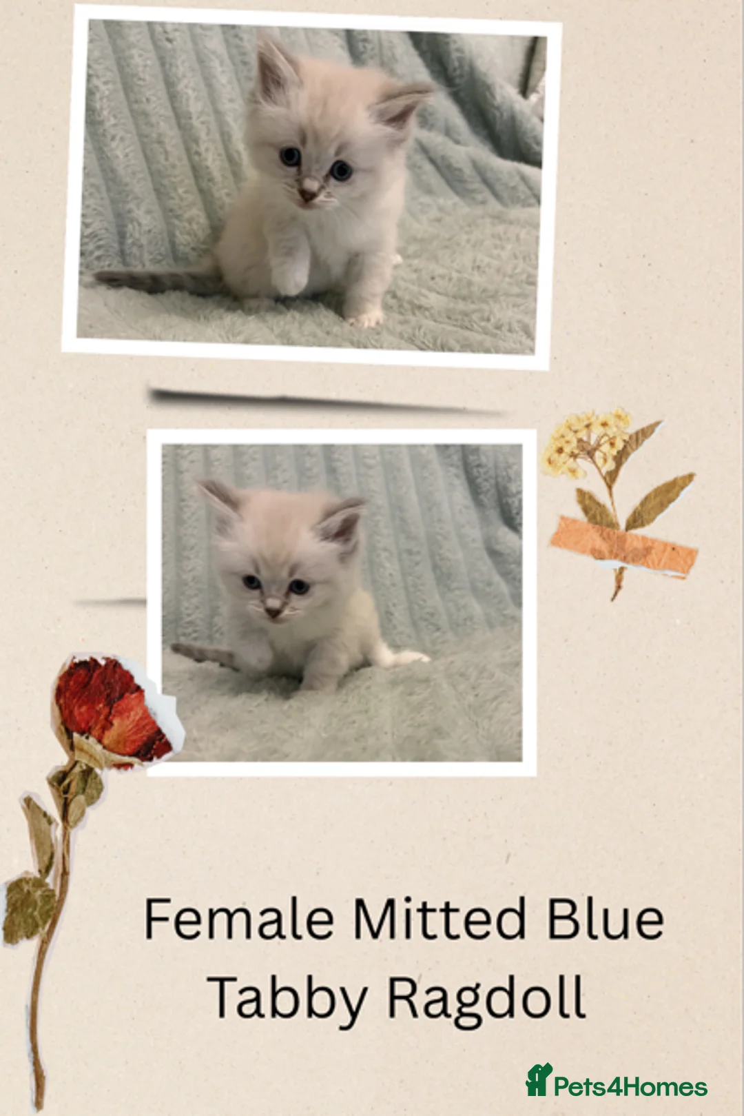 Ragdoll cats for sale: 4 Beautiful Ragdoll Kittens   - Advert 2