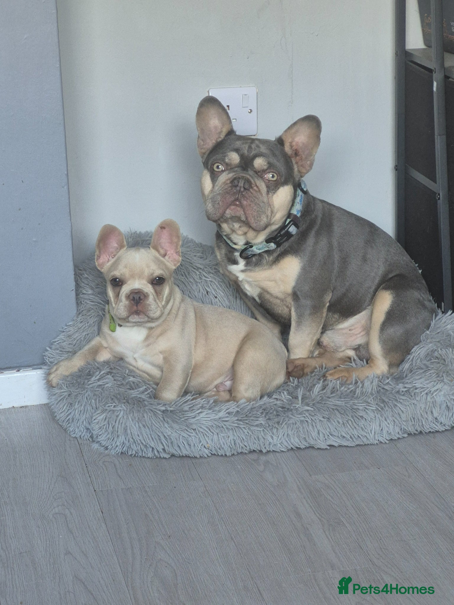 French Bulldog dogs One stunning DWKC male pup left  - Advert 3