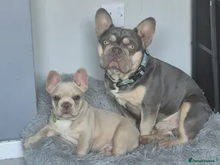 French Bulldog dogs One stunning DWKC male pup left - Advert 3