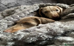 Miniature Dachshund dogs for sale: KCRegistered Miniature SmoothHaired Dachshund Boys - Image 2