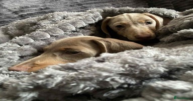 Miniature Dachshund dogs - Advert 8