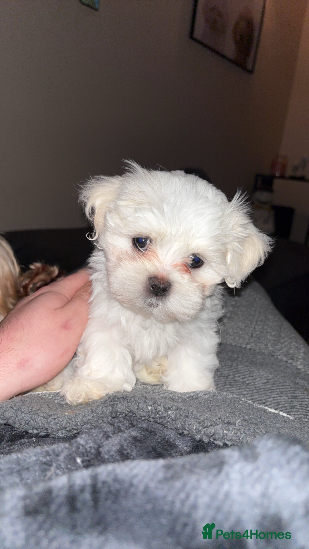 Maltese dogs for sale: READY TO LEAVE KC Korean Maltese Pups  - Advert 2