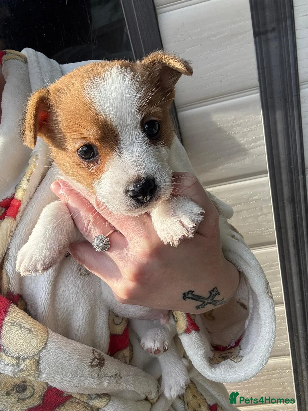Jack Russell dogs for sale: Beautiful miniature jack russell boy  in Chelmsford - Advert 2