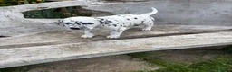 Dalmatian dogs for sale: Dalmatian puppies (5 males and 2 bitches) - Advert 9