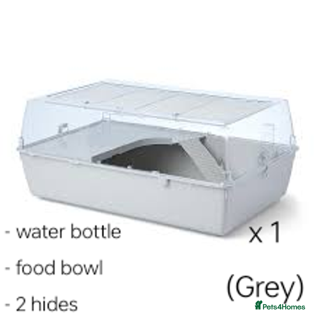 Hamster rodents for sale: 4 hamster cages frozen for sale - Image 2
