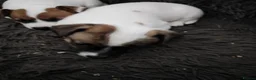 Jack Russell dogs for sale: Jack Russell puppies  in Chatham - Advert 7