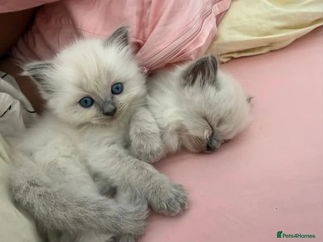 Ragdoll cats for sale: dgsrg Adoptable soft clean Ragdolls for all - Advert 2