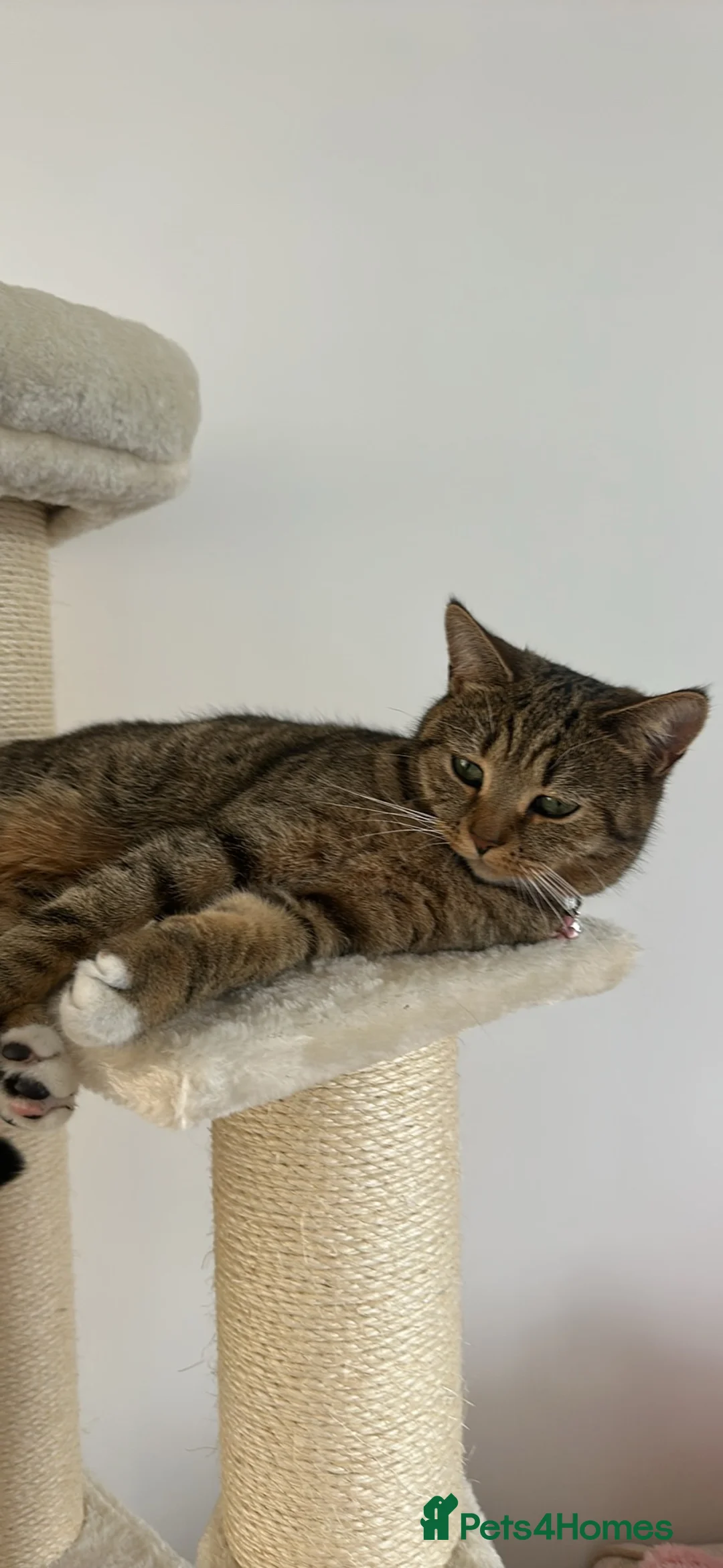 British Shorthair cats for sale: 1yr old Female BSH  - Advert 2