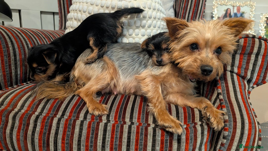 Yorkshire Terrier dogs for sale: Pure Yorkshire Terrier Puppies  - Advert 2