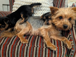 Yorkshire Terrier dogs Pure Yorkshire Terrier Puppies - Advert 1