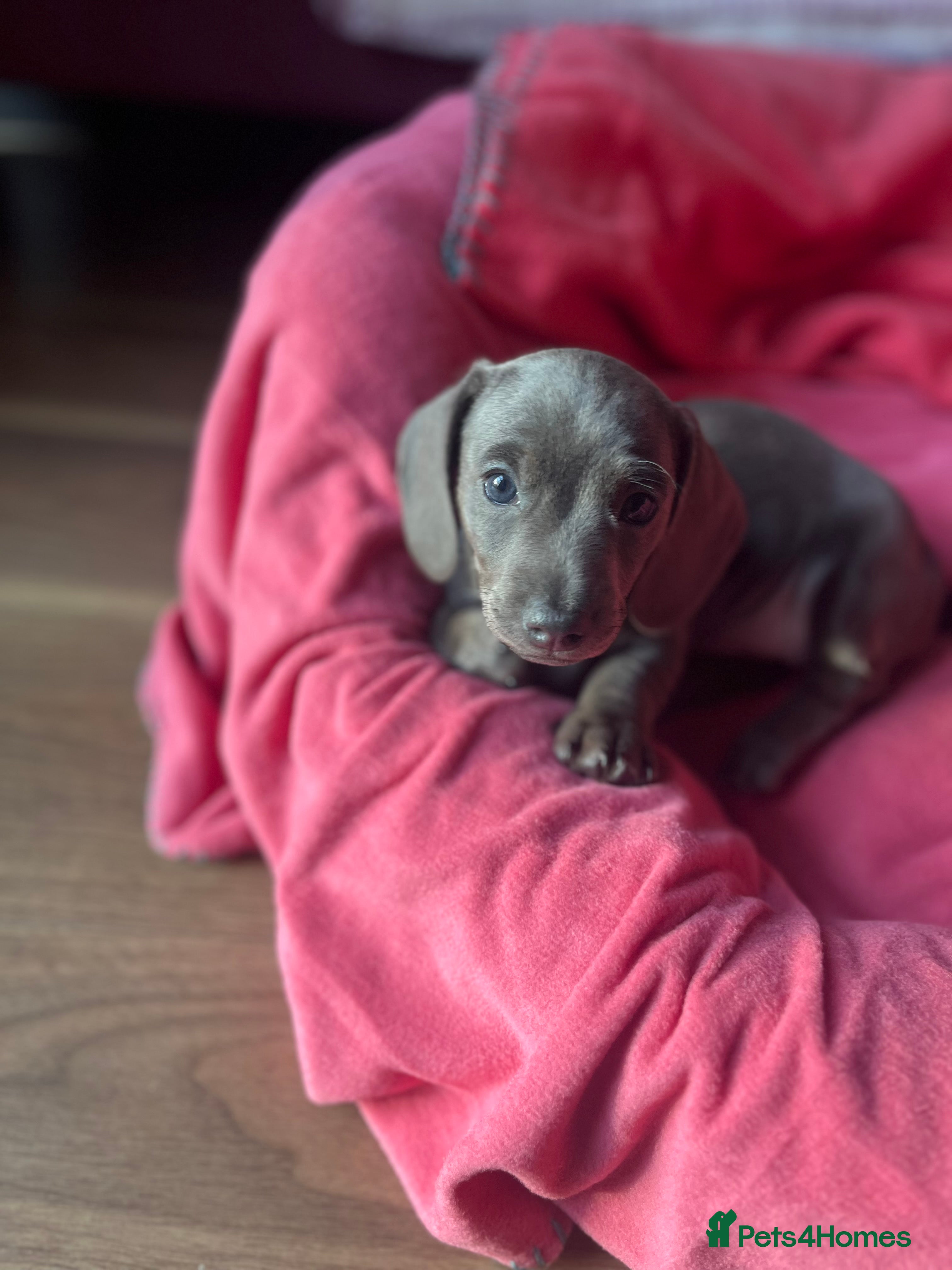 Dachshund dogs The last Beautiful Grey Female puppy left - Advert 2