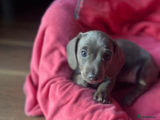 Dachshund dogs The last Beautiful Grey Female puppy left - Advert 2
