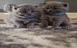 British Shorthair cats for sale: British Blues 🐻💙 - Image 9