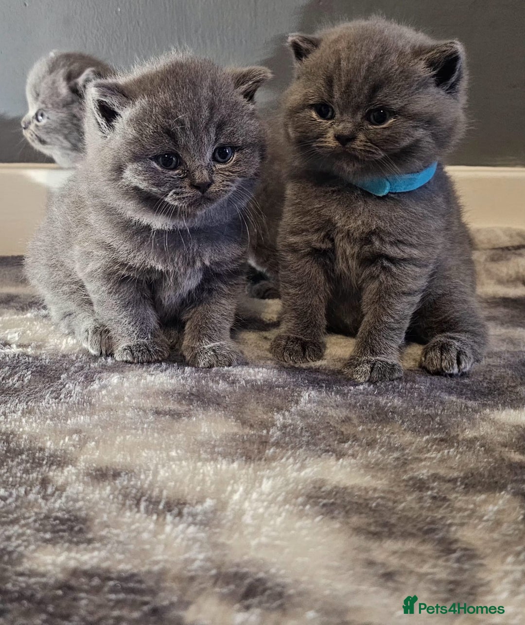 British Shorthair cats for sale: British Blues 🐻💙 - Image 9