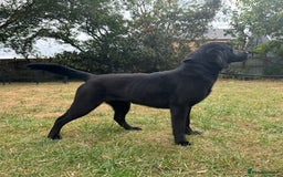 Labrador Retriever dogs for sale: Black Labrador girl for sale - Image 6