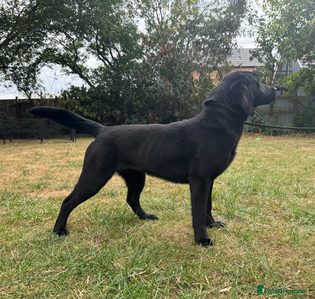 Labrador Retriever dogs for sale: Black Labrador girl for sale - Image 6