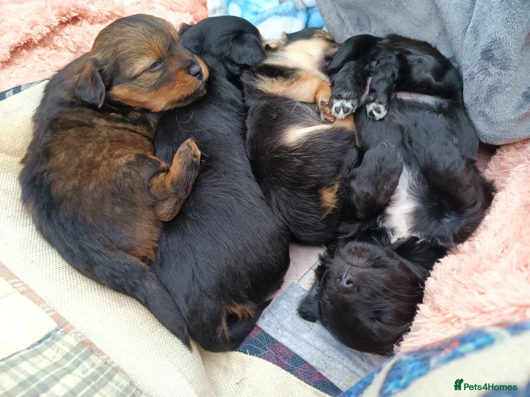 Mixed Breed dogs for sale: Small Mixed Breed Puppy  - Advert 10