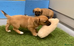 Mixed Breed dogs for sale: Border Terrier cross  - Image 4