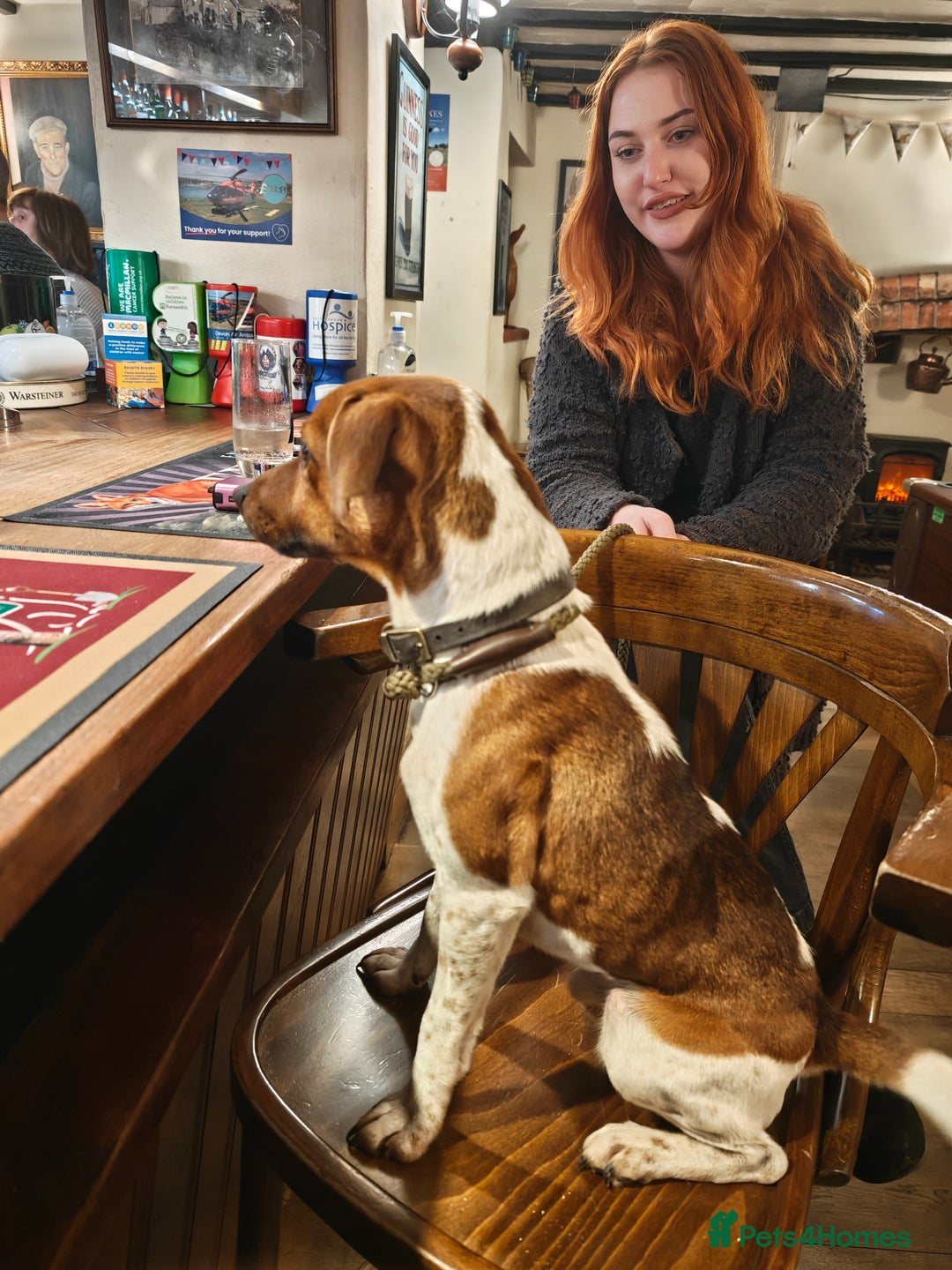 Parson Russell dogs for stud: Scrappy Jack For Stud - Advert 4