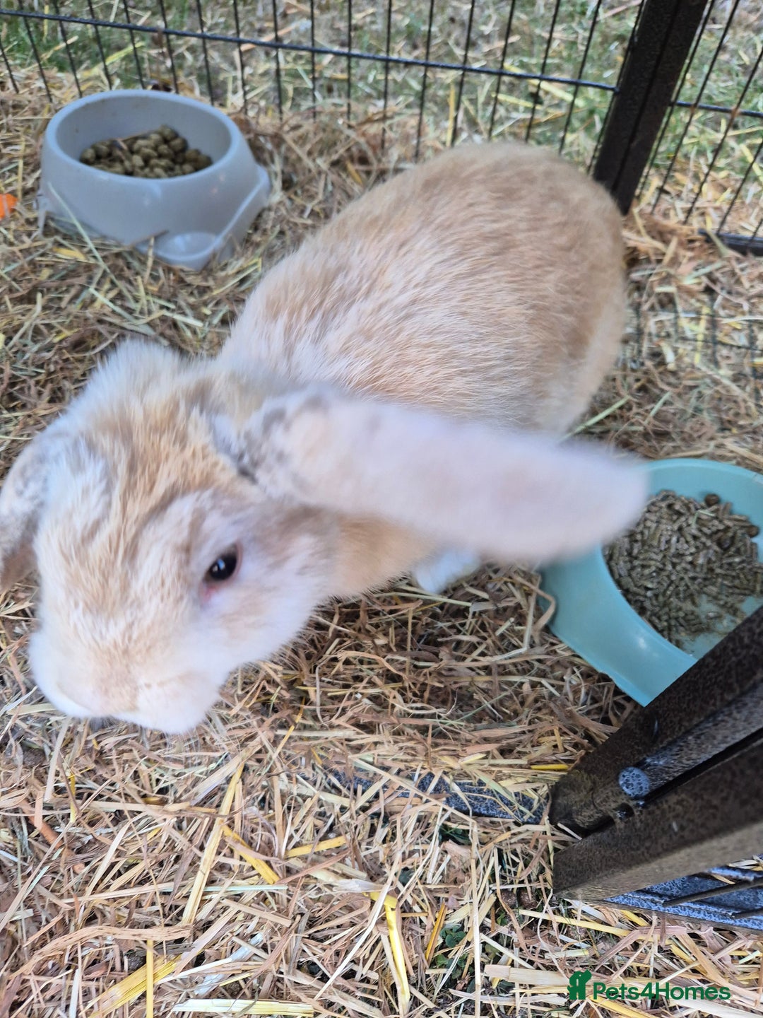 Mini Lop rabbits for sale: 2 Mini lop bunnies ready for new homee. £30 each - Image 3