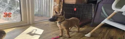 Belgian Shepherd Dog dogs for sale: Belgian Malinois Puppies  - Advert 7