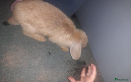 Mixed Breed rabbits for sale: 2 girls comes with everything  - Advert 5
