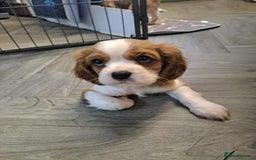 Cavalier King Charles Spaniel dogs for sale: King Charles cavalier 1 boy left!  - Image 11