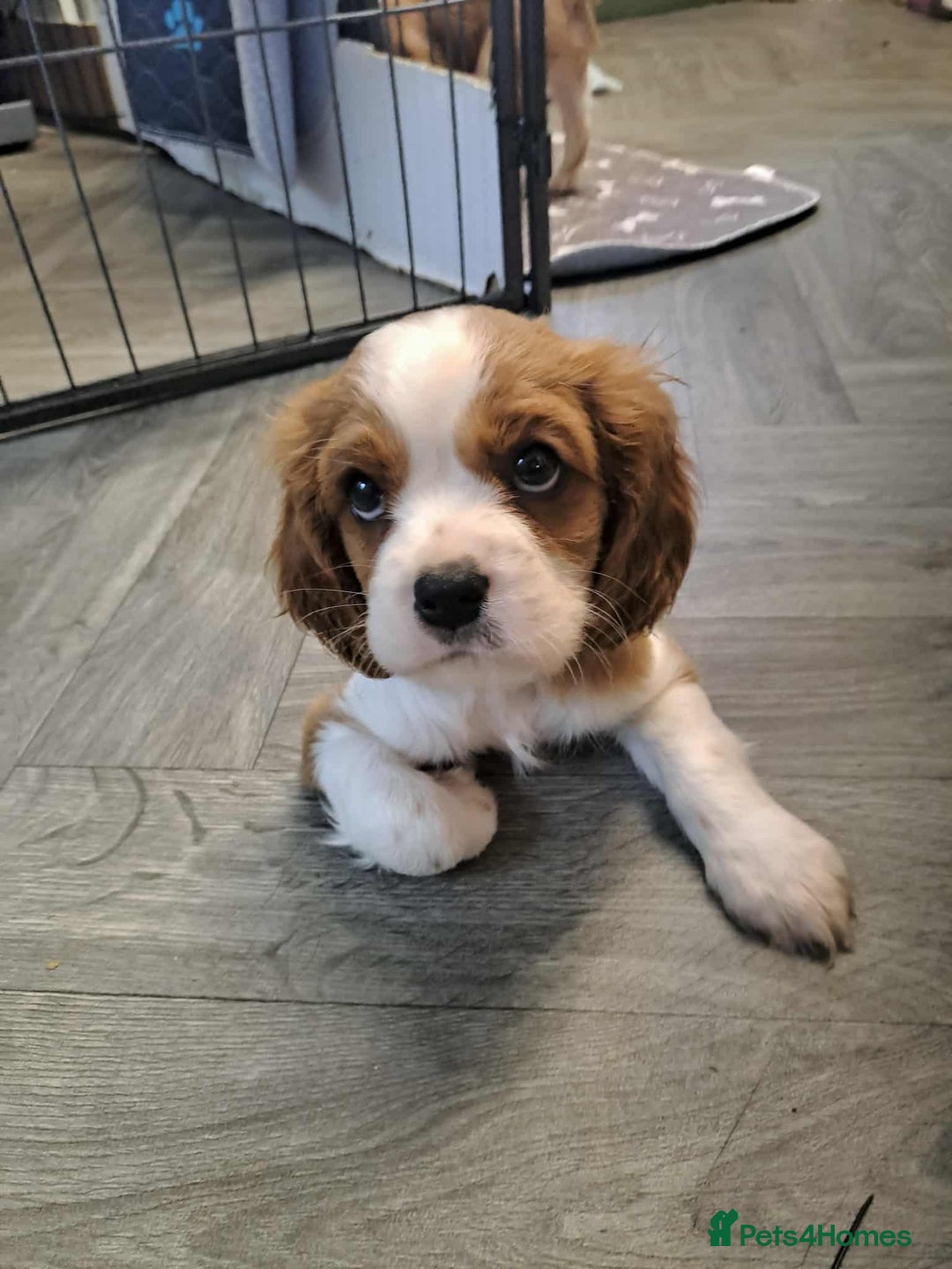 Cavalier King Charles Spaniel dogs for sale: King Charles cavalier 1 boy left!  - Image 11