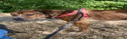 Mixed Breed dogs for sale: Three year old male in West Bromwich - Advert 1