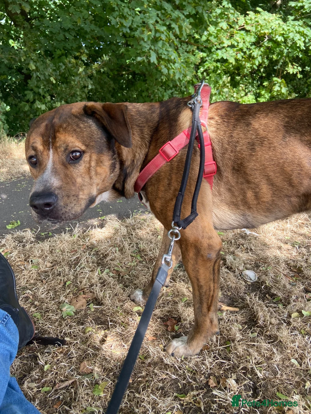 Mixed Breed dogs for sale: Three year old male in West Bromwich - Advert 1