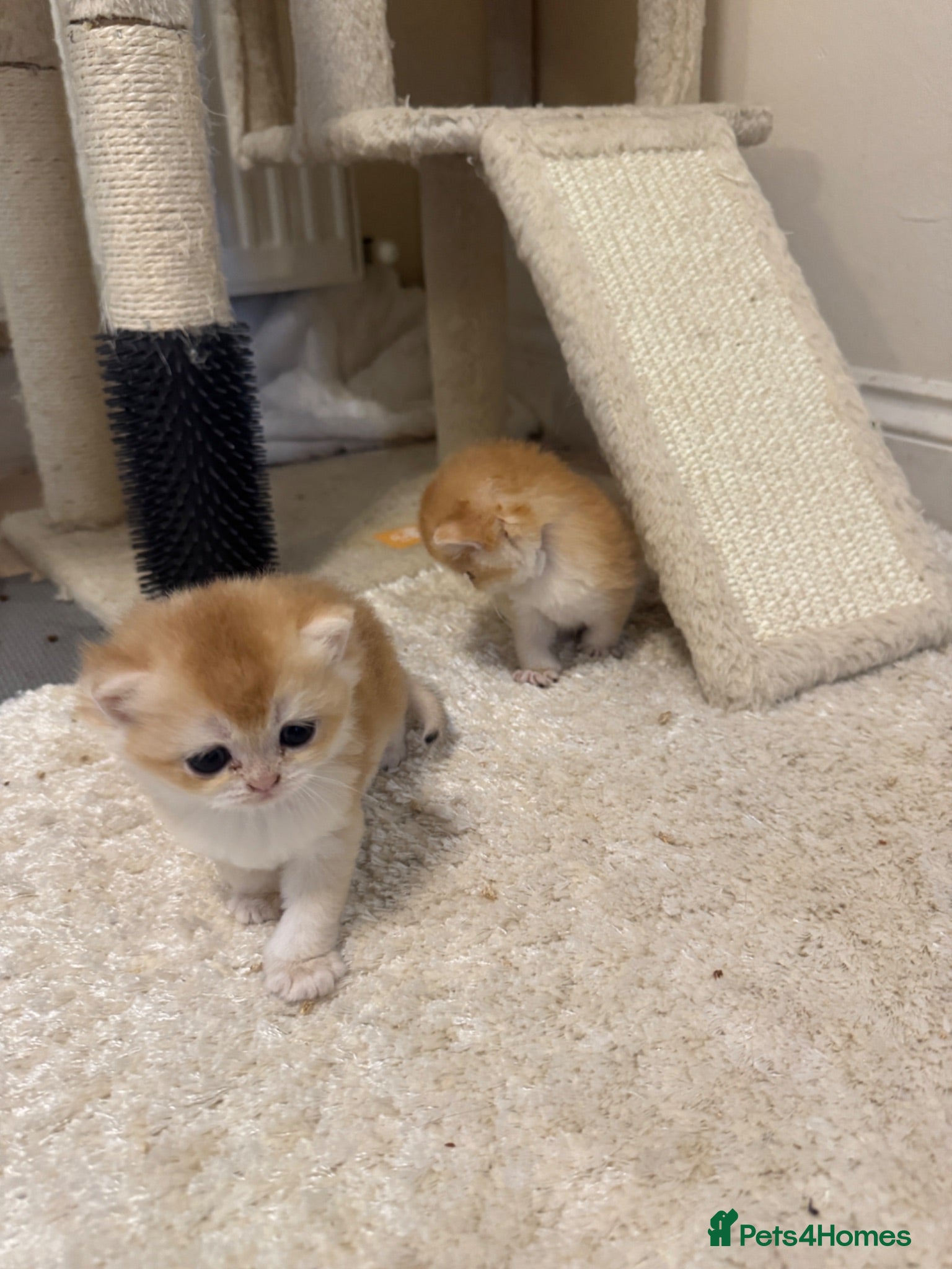British Shorthair cats Gorgeous GCCF registered British shorthair Gold. - Advert 2