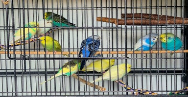 Budgerigars birds - Advert 8