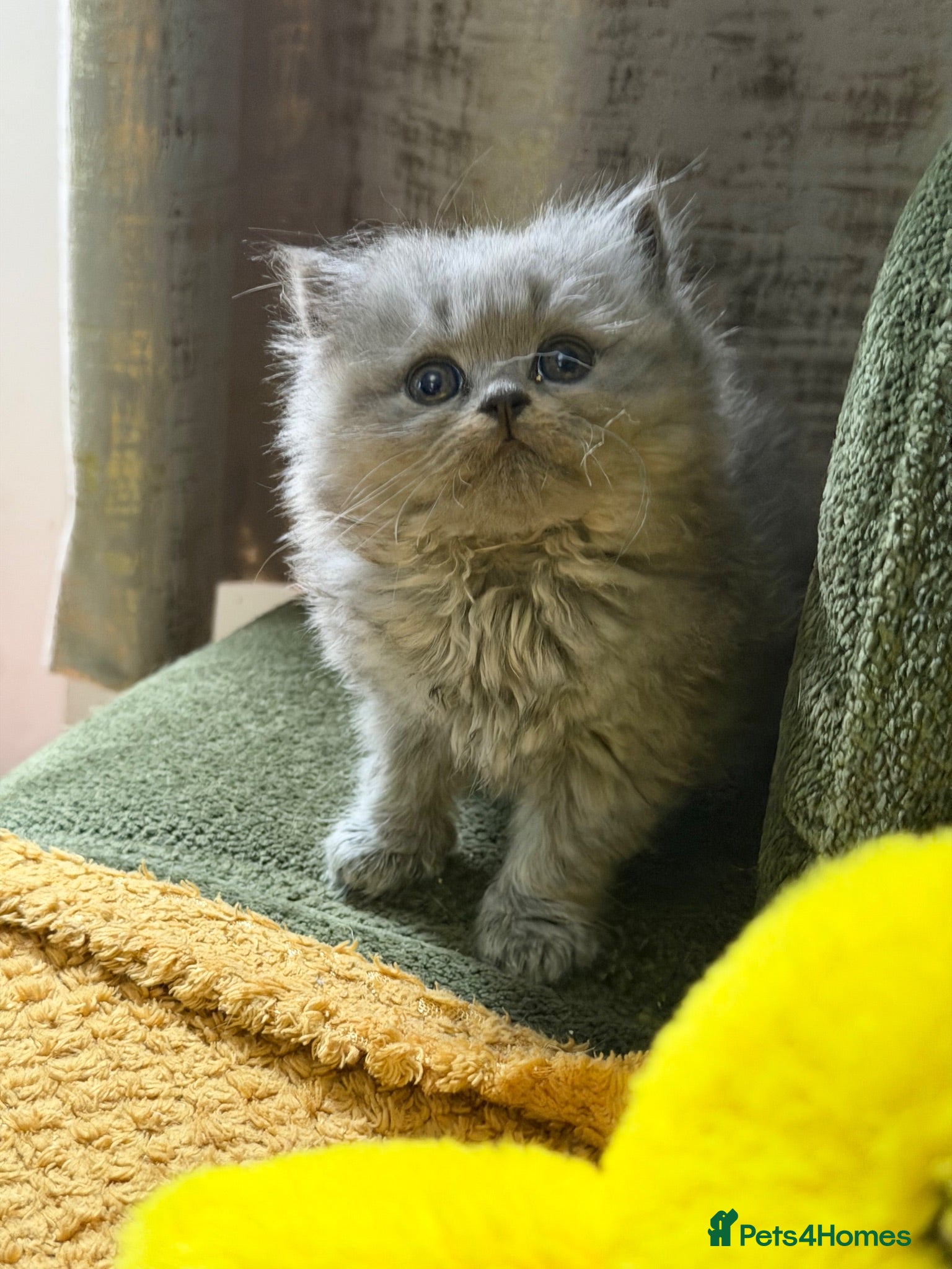 British Longhair cats  British Shorthair & British Longhair GCCF - Advert 3