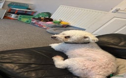 Bichon Frise dogs for adoption: 💙🐶 BARNEY 🐶💙 - Image 9