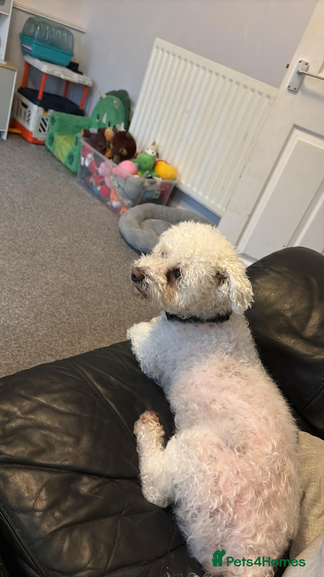Bichon Frise dogs for adoption: 💙🐶 BARNEY 🐶💙 - Image 9