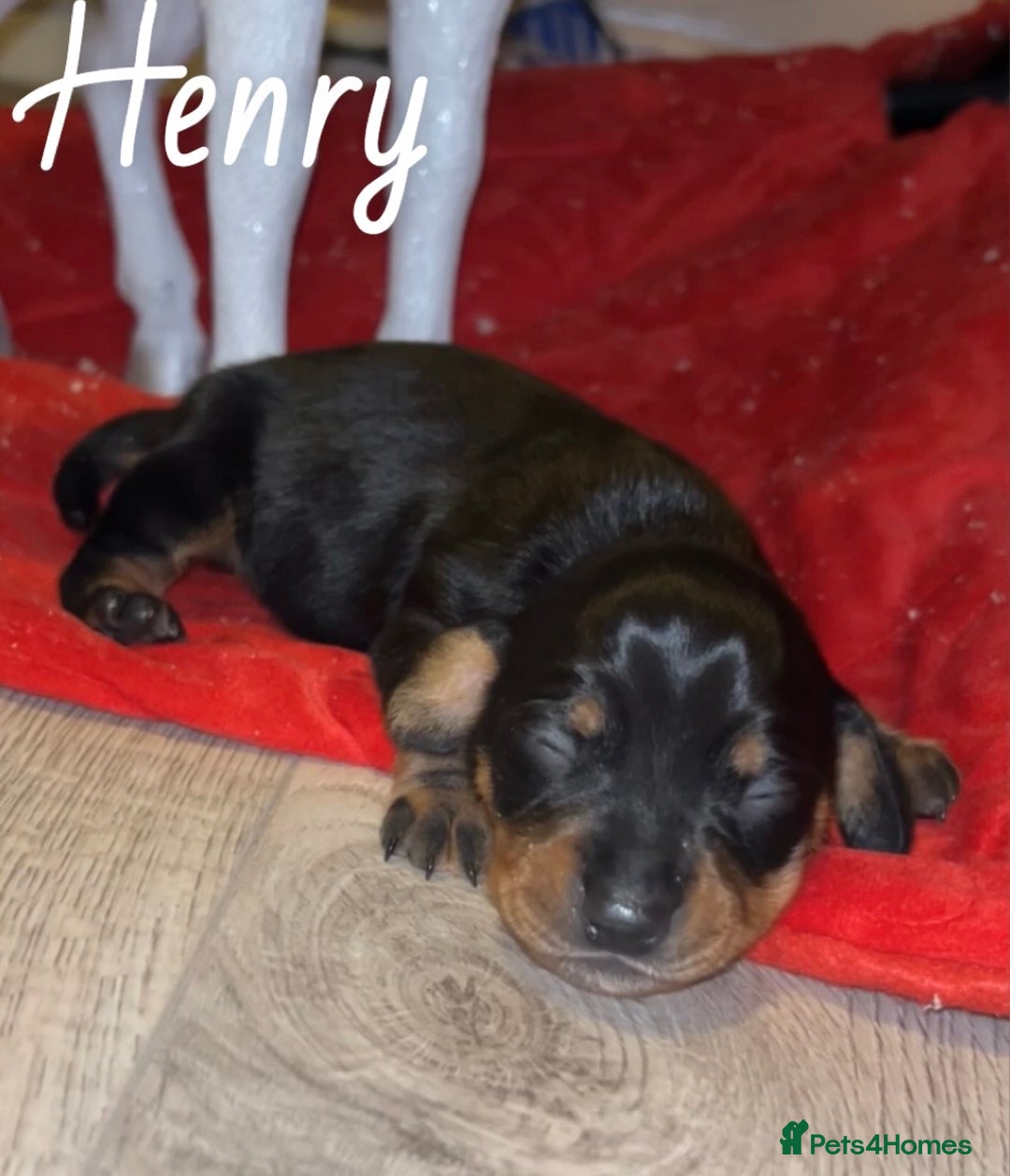 Miniature Dachshund dogs for sale: miniature dachshunds - Advert 5